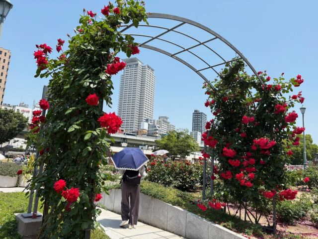 マリアスからすぐにある中之島公園では、今年もバラが綺麗に咲いていました🌹5月末まで見頃らしいので、北浜･中之島に寄った際はぜひ行ってみてください☺️✨

#株式会社マリアス #mareasjapan #不動産 #不動産投資 #マンション投資 #賃貸管理 #沖縄 #リゾート #リゾート開発 #沖縄別荘 #leceb #中之島公園 #バラ