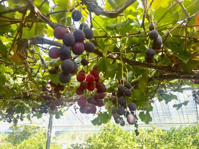 社員の誕生日イベントでお出かけをしてきました🚗
まずはぶどう狩り🍇
3種類のぶどうを食べ比べることができ、自分の好きなぶどうを見つけることができました‼︎
次は香川まで行き、うどん作りをしました‼︎
音楽に合わせてこねたり生地を踏んだりして作ったうどんは、コシがしっかりしていて美味しかったです😋
最後は海を見ながらふわふわのパンケーキを食べました♪
とても楽しく大満足な1日を過ごせました🫶🌟

#株式会社マリアス#mareasjapan
#不動産#不動産投資#マンション投資
#賃貸管理#沖縄#リゾート#リゾート開発
#沖縄別荘#leceb