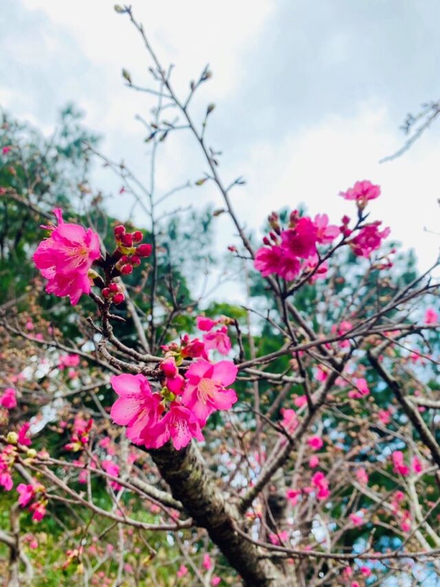 今回はLECEBがある沖縄県についての投稿です‼︎

沖縄県の那覇市では1月18日に開花宣言が発表されました🌸
LECEBの近くにある桜の名所「八重岳」で桜が咲き始めていたので、思わず写真を撮ってしまいました📷🩷
もうすぐお花見の季節がやってきますね‼︎🍡

#株式会社マリアス#mareasjapan
#不動産#不動産投資#マンション投資
#賃貸管理#沖縄#リゾート#リゾート開発
#沖縄別荘#leceb