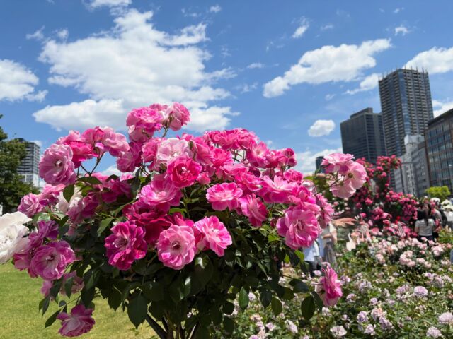 北浜駅近くの中之島公園で開催されている、バラ園に行ってきました🌹
約310種類のバラを見ることができました‼︎
見頃は6月上旬までなので、お近くにお越しの際は是非遊びに行ってみてください😊❤️

#株式会社マリアス
#不動産投資
#賃貸管理
#沖縄リゾートリゾート開発
#沖縄別荘leceb